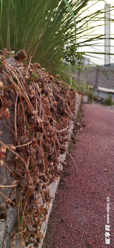 干枯藤蔓沿小径蜿蜒