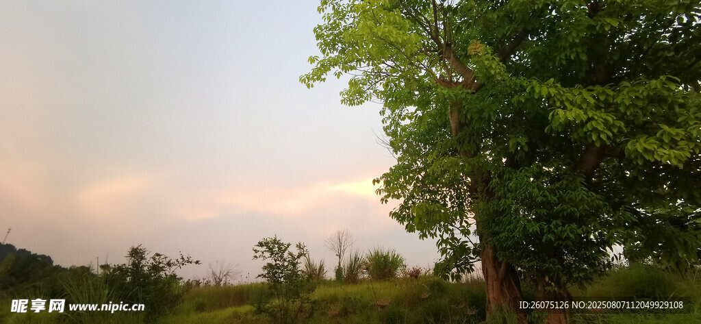 黄昏下的绿树美景