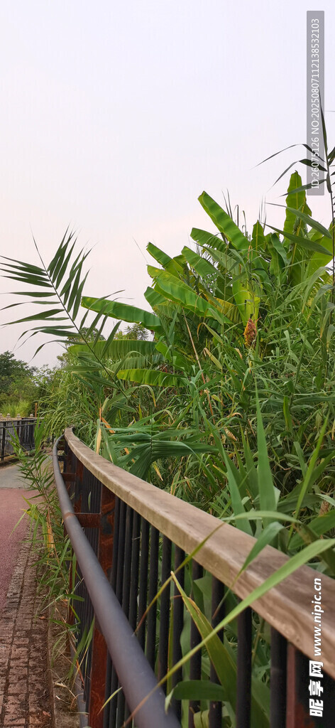 田间木栈道旁的葱郁植物