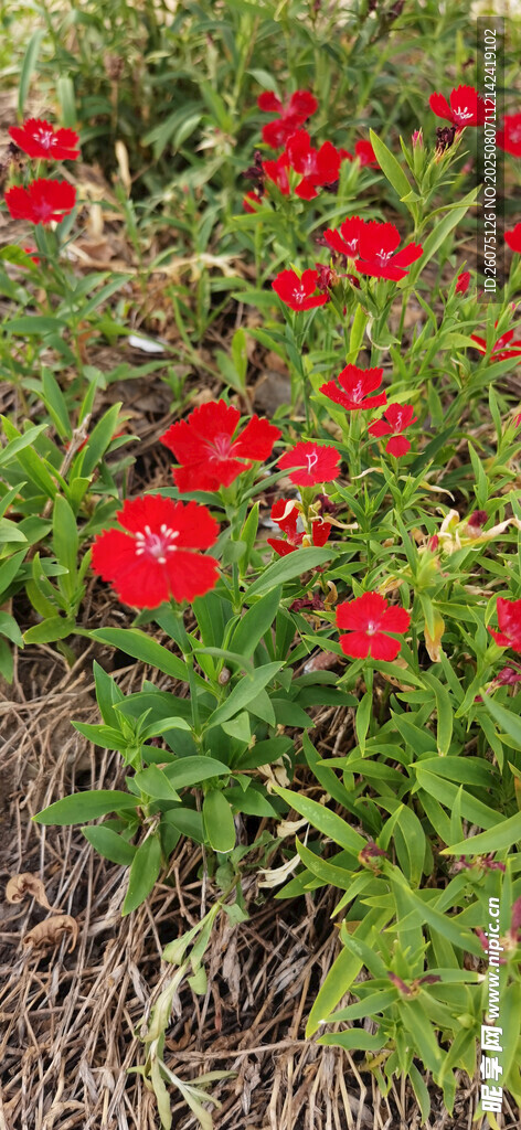 鲜艳石竹花朵朵绽放