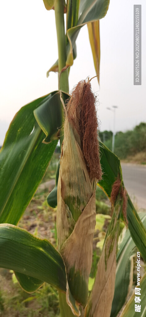成熟玉米棒与玉米植株特写