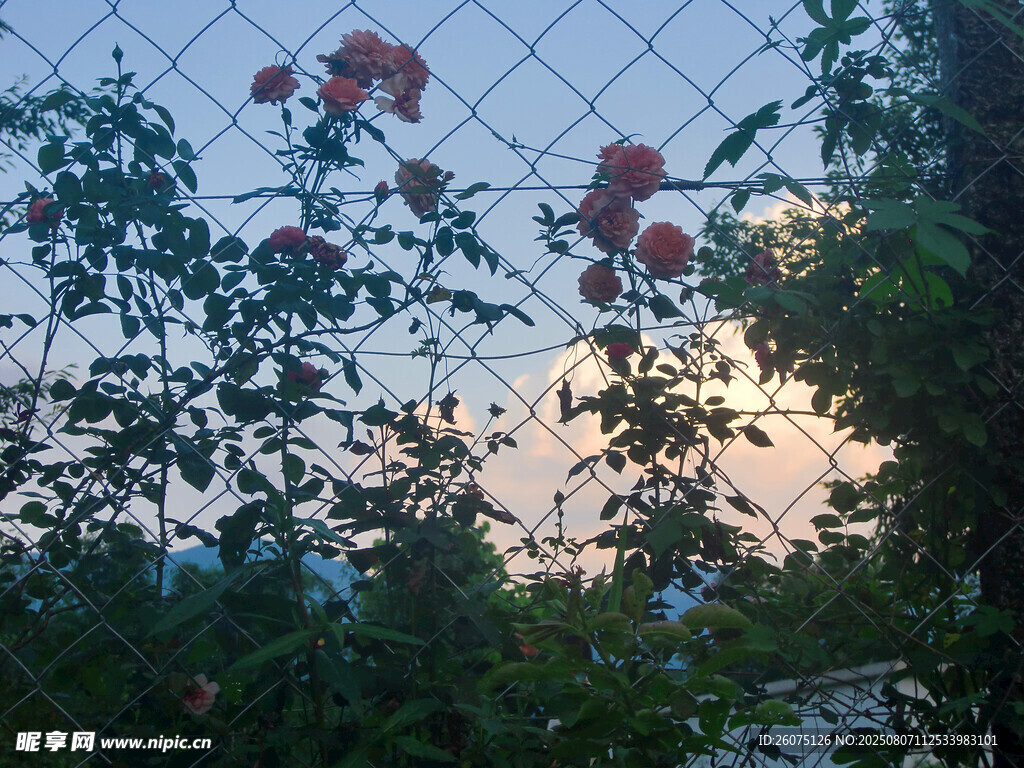 夕阳下围栏边绽放的玫瑰