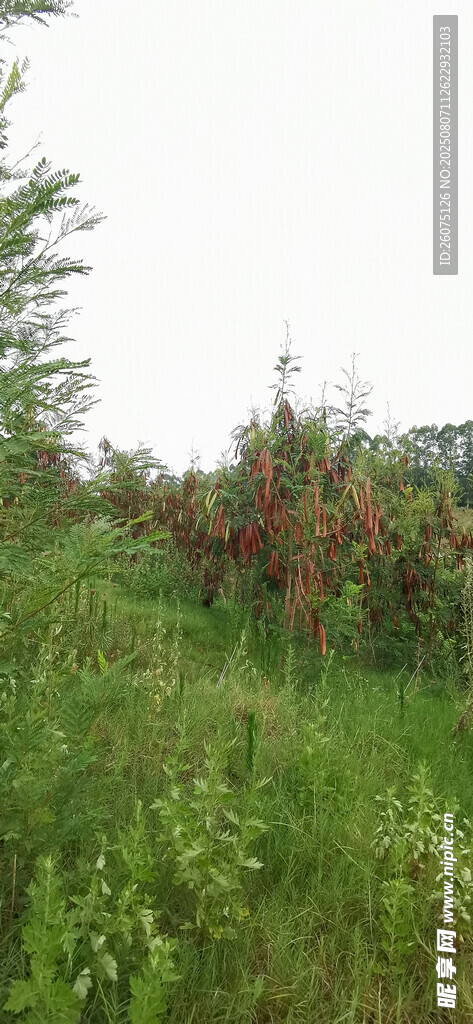 野外绿植茂盛的草地场景