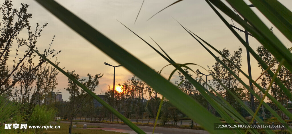 夕阳下的植物景观