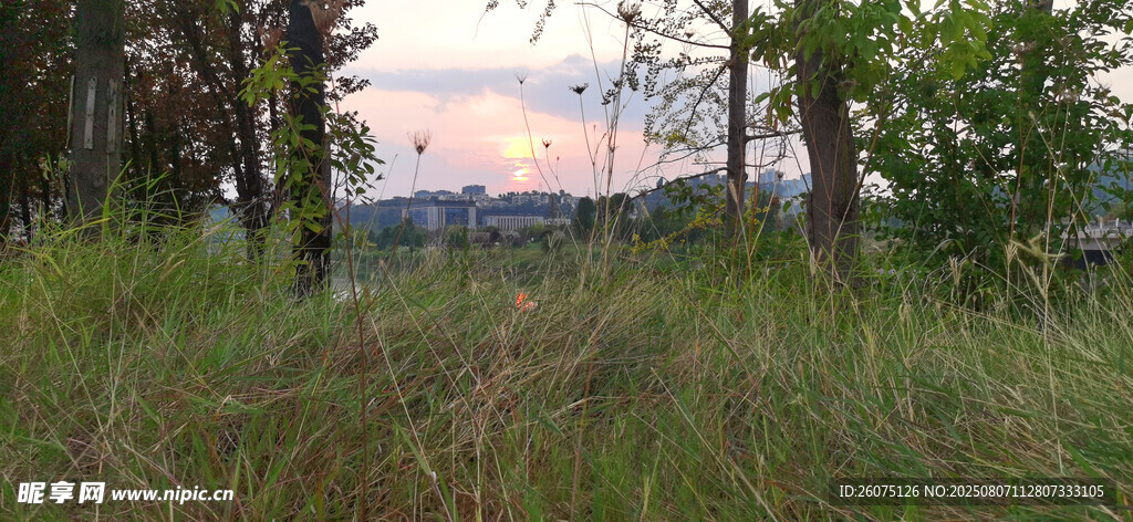 黄昏下的草地与树木景观