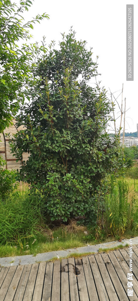 户外木栈道旁绿植景观