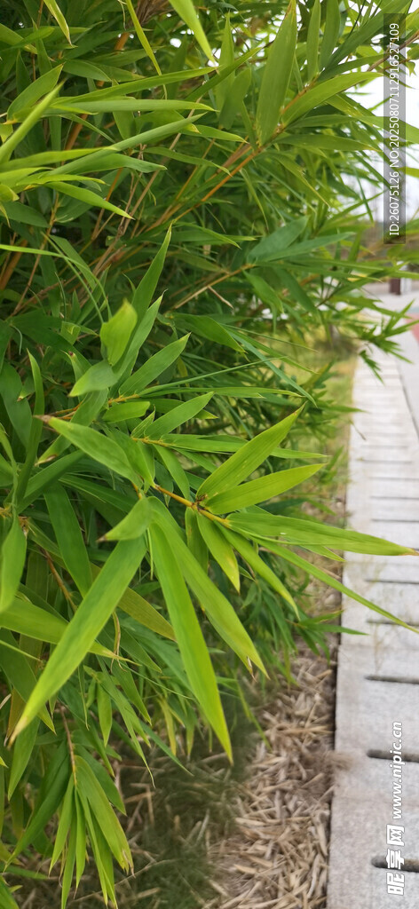 翠绿竹林中的石板小径
