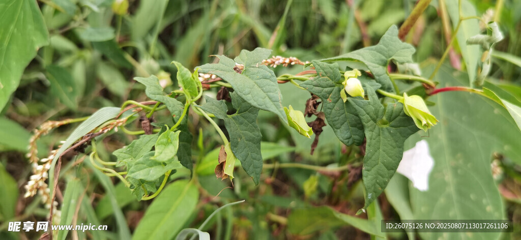 绿叶间的牵牛花藤蔓与白色牵牛花
