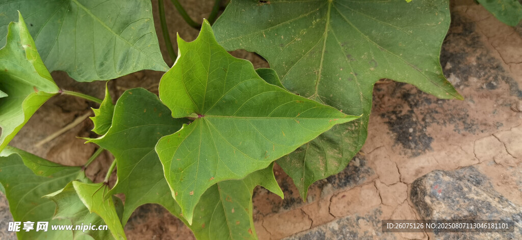 绿色苕叶特写