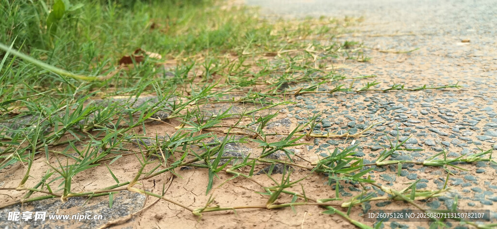 路边草藤蔓延景观