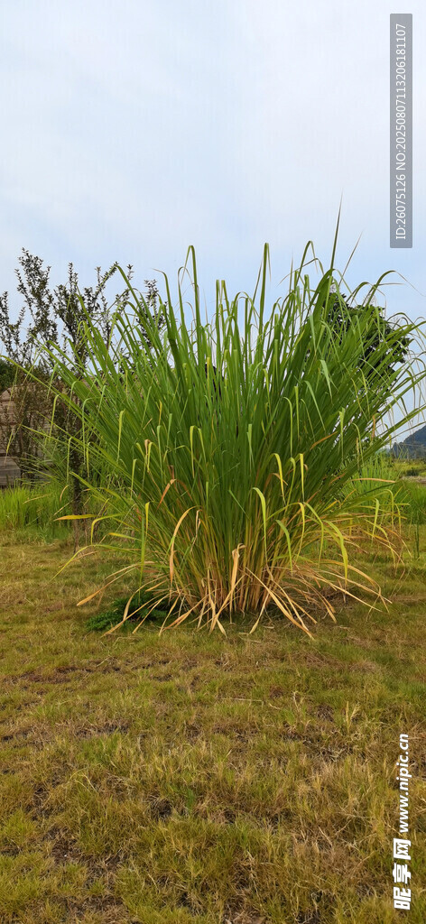 野外丛生的高大绿色植物