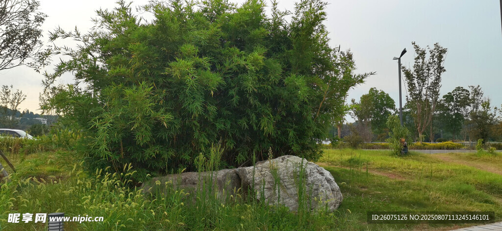 绿意盎然的户外自然景致