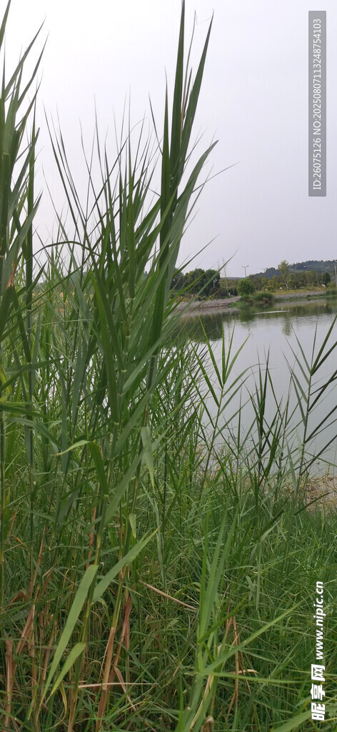 湖畔芦苇丛生的自然景致