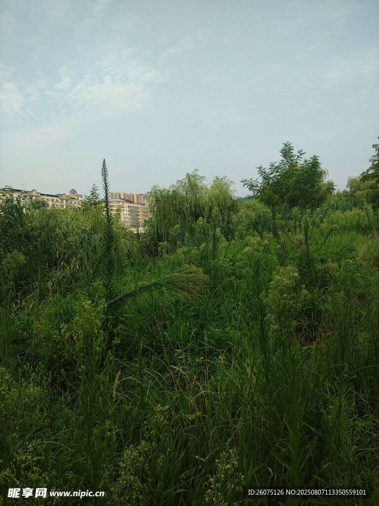 野外繁茂绿植景观