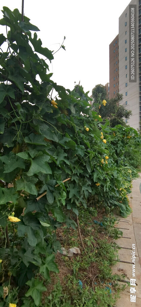 城郊菜地繁茂绿植景观