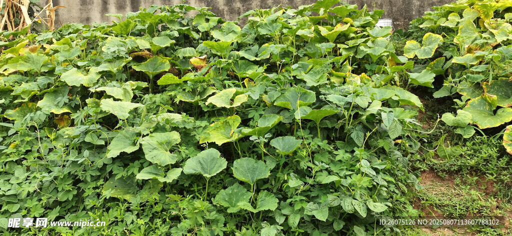 绿叶繁茂的南瓜藤蔓