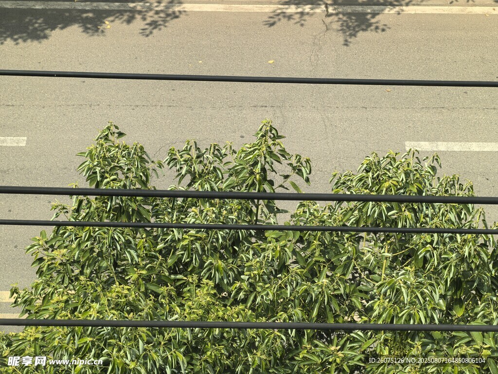 烈日下无精打采的树木