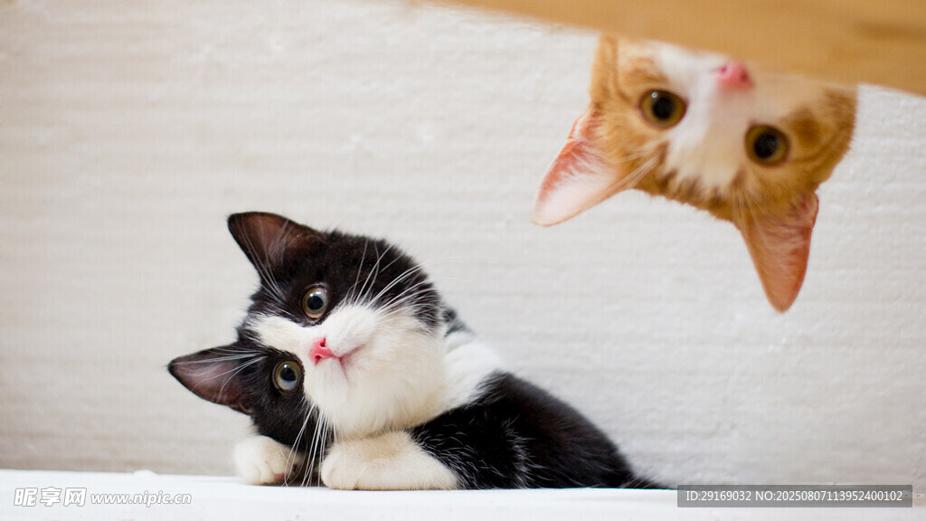 黑白猫与橘猫的可爱互动