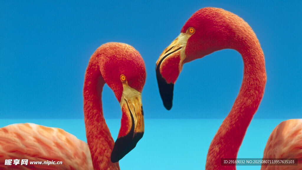 双火烈鸟亲昵姿态