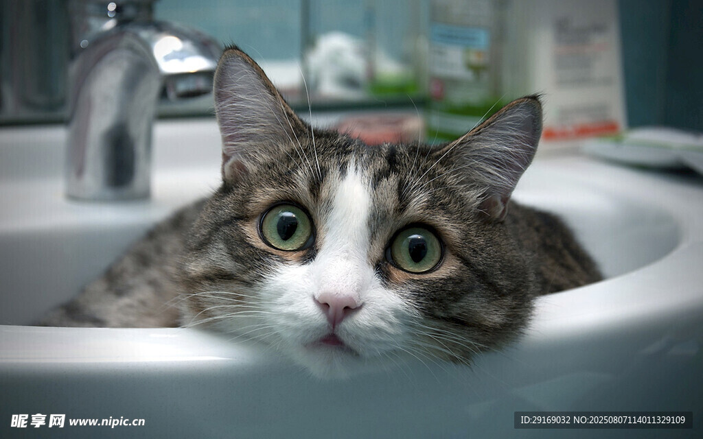 猫咪探头在洗手池