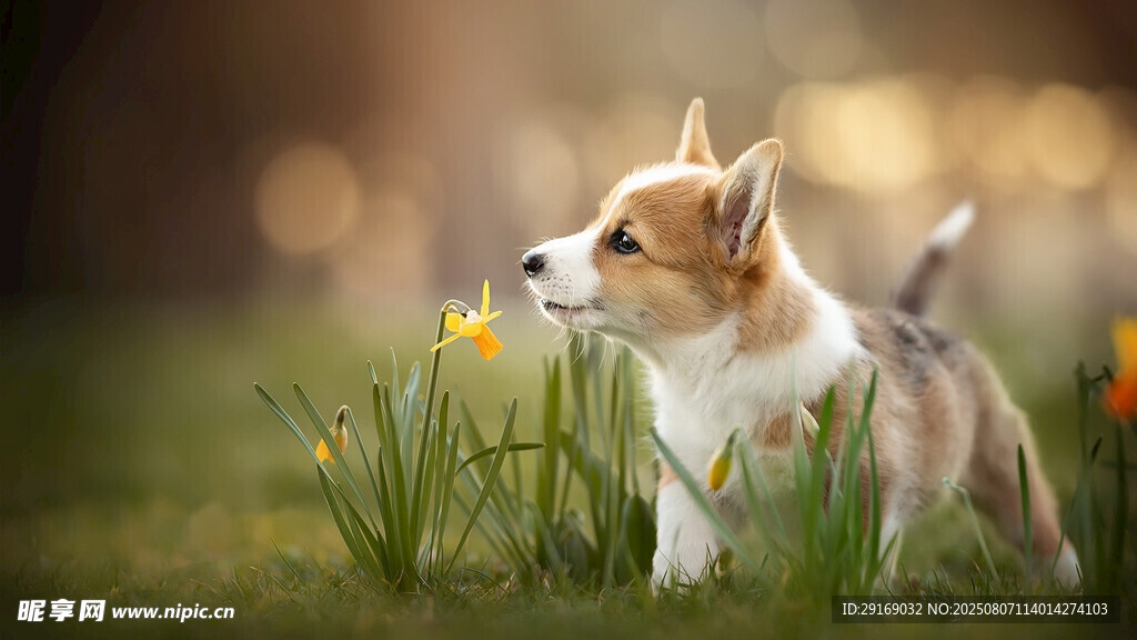 草地上的可爱小柯基