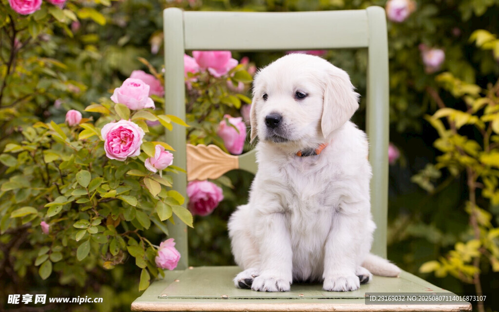 椅子上的可爱小白狗