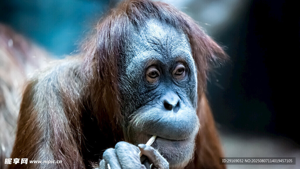 沉思的红毛猩猩