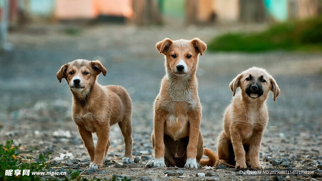 三只可爱小狗坐于石径