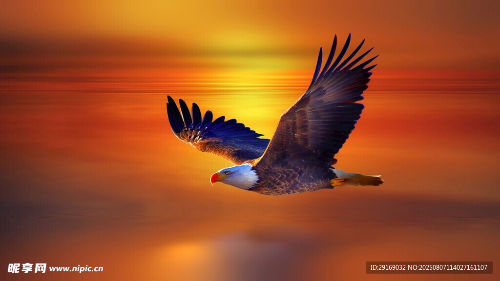 夕阳下展翅翱翔的雄鹰