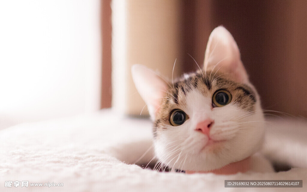 可爱猫咪探头萌态尽显