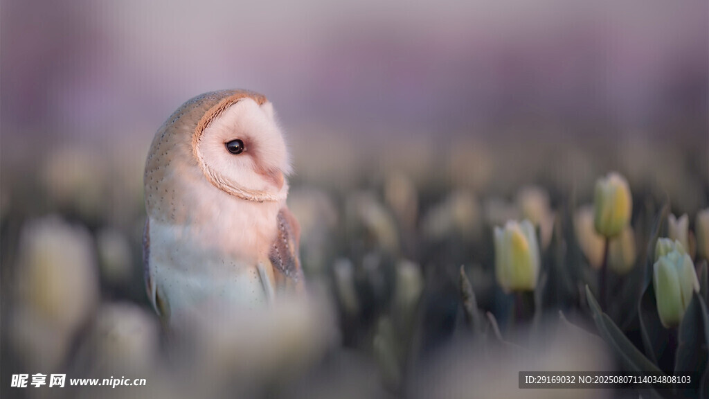 田野中的可爱小鸟