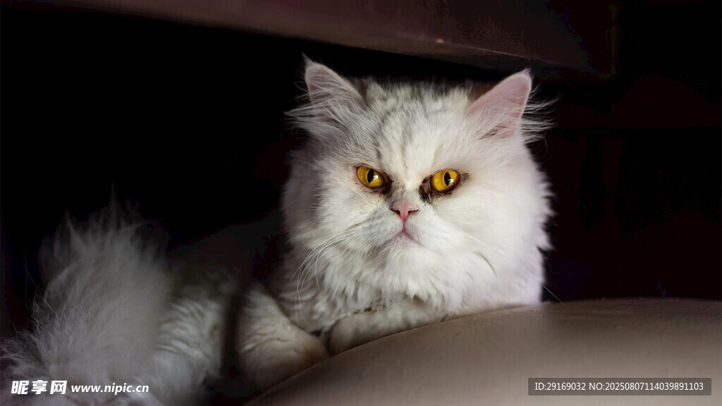 白色长毛猫的凝视瞬间