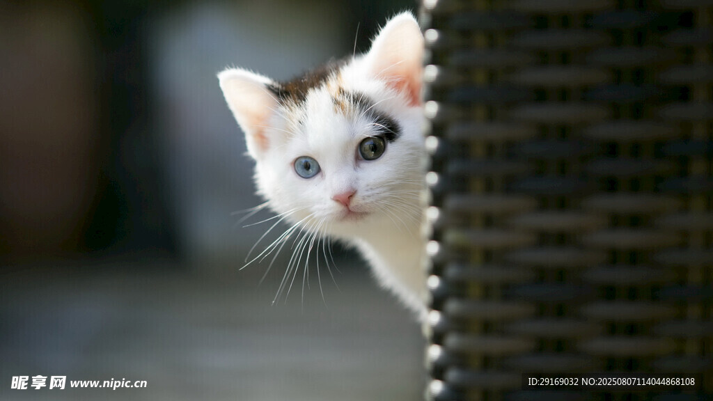 好奇小猫躲物后张望