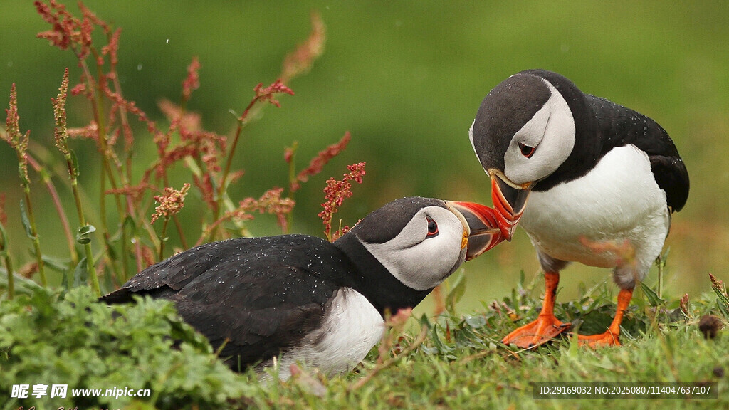 草地上的两只海鹦