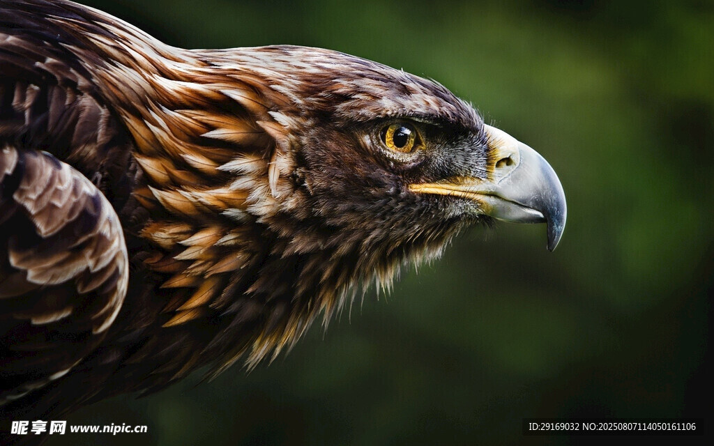 雄鹰特写