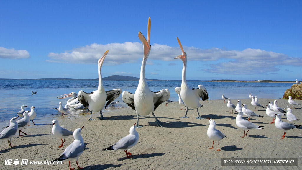 海滩上群鸟聚集的场景
