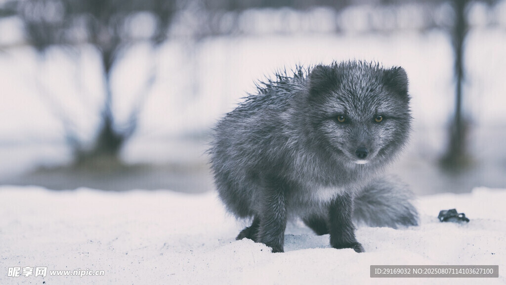 雪地中的可爱小狐狸