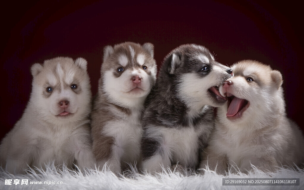 四只萌态小狗齐聚