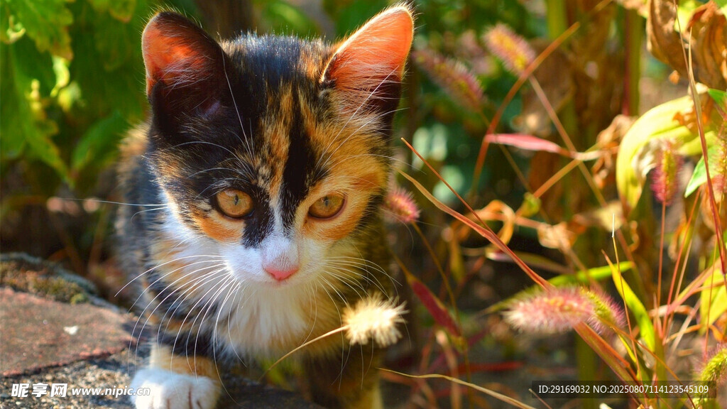 三色猫嗅闻蒲公英