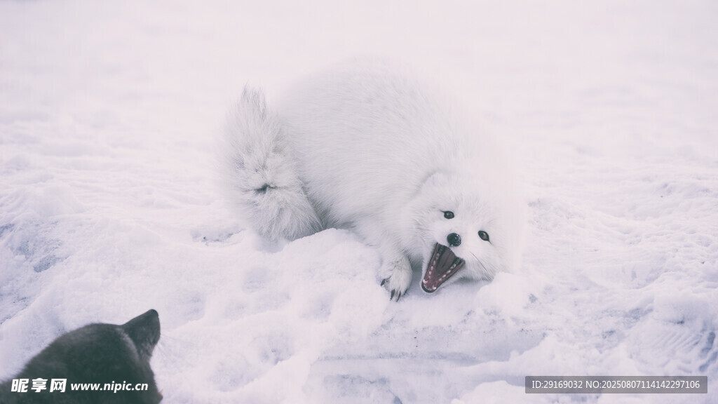 雪地中的北极熊与黑影