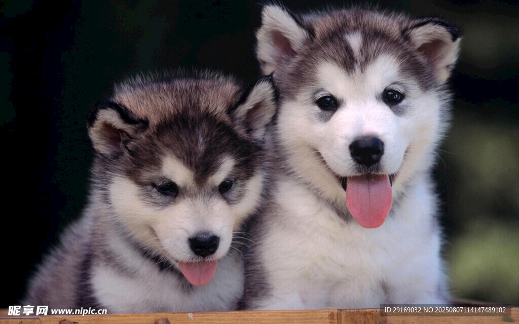 可爱哈士奇幼犬依偎