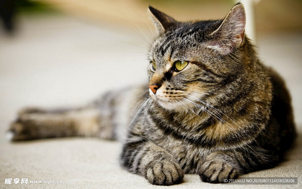 趴着的花纹猫咪