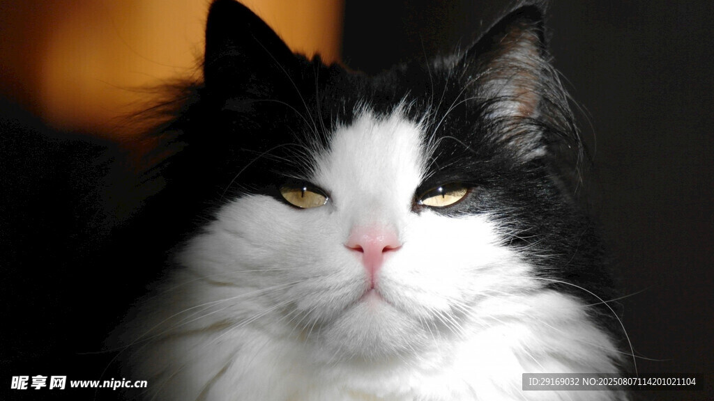 黑白长毛猫慵懒神态