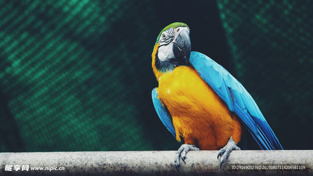 蓝黄鹦鹉栖息于杆上