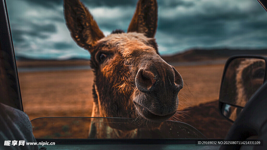 车窗外探入的驴头