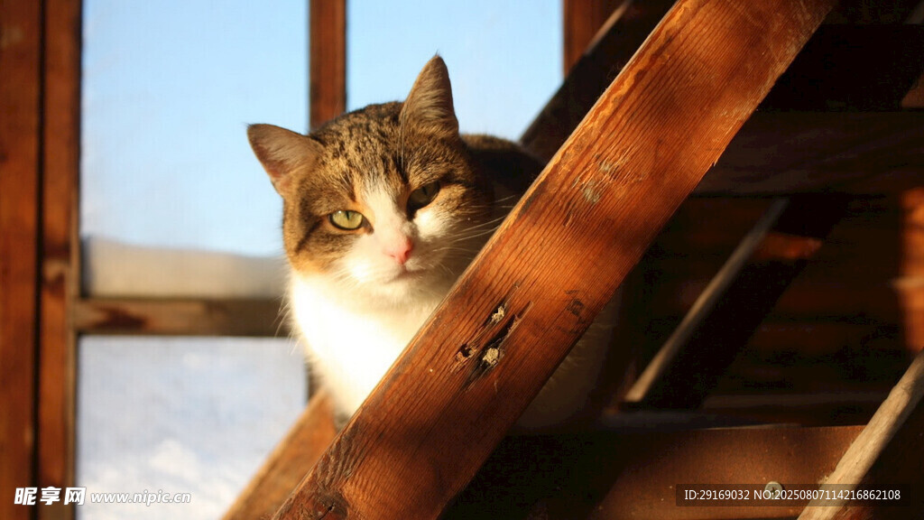 阳光下木梯上的慵懒猫咪