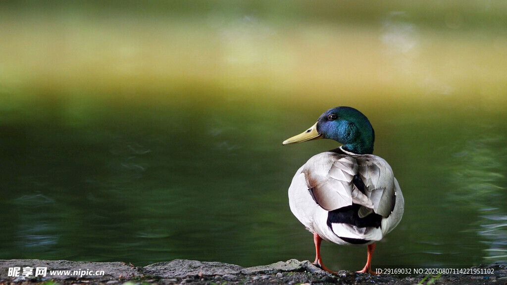 水边单立的绿头野鸭