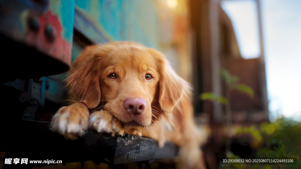 可爱金毛犬趴在栏杆上