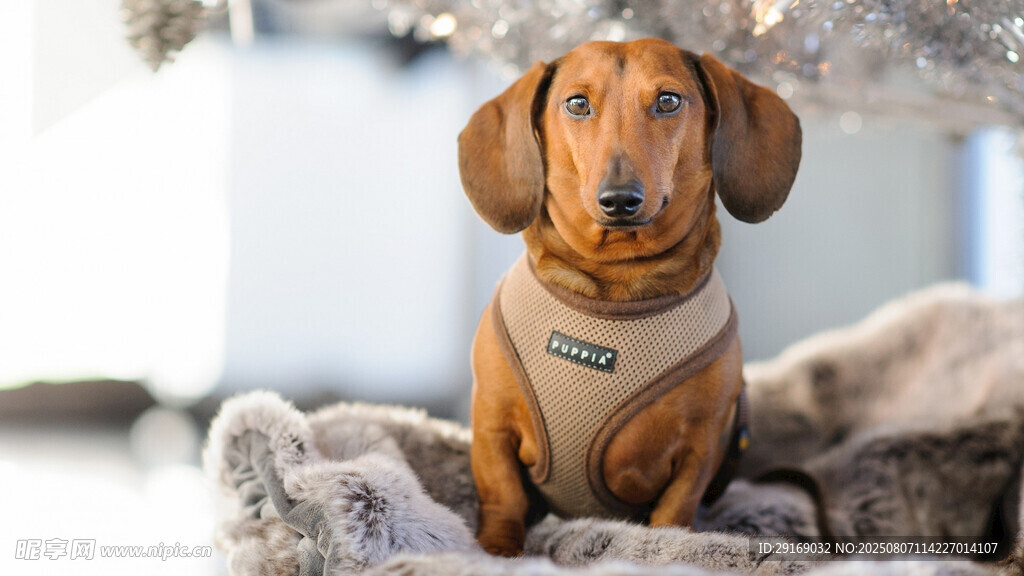 可爱斑纹腊肠犬趴卧石上