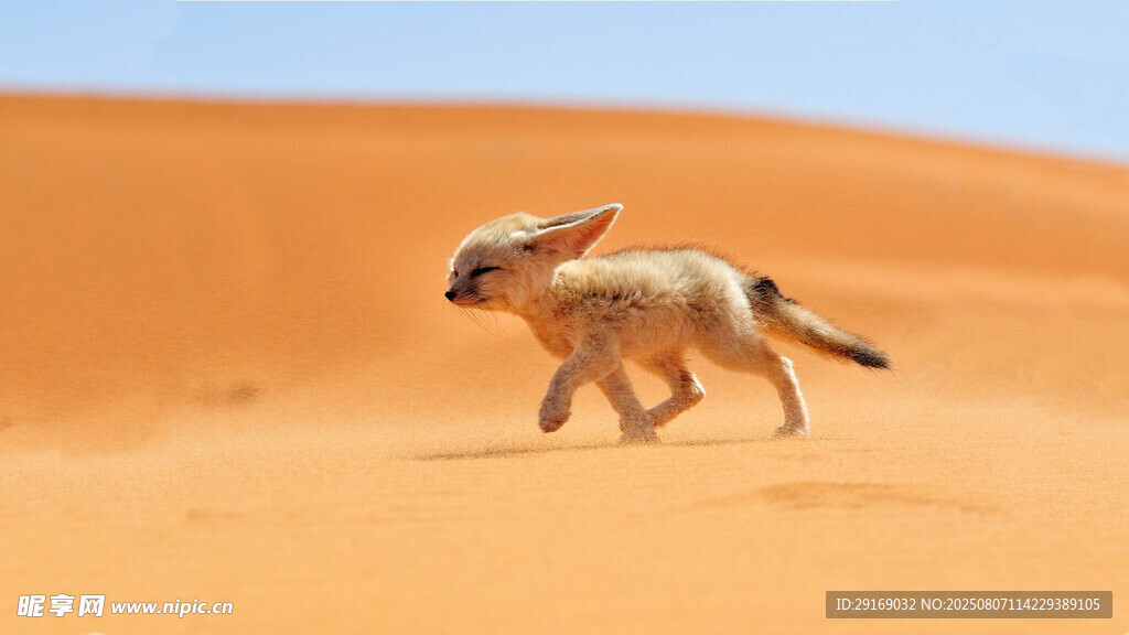 沙漠中奔跑的可爱小狐狸